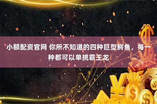 小额配资官网 你所不知道的四种巨型鳄鱼，每一种都可以单挑霸王龙